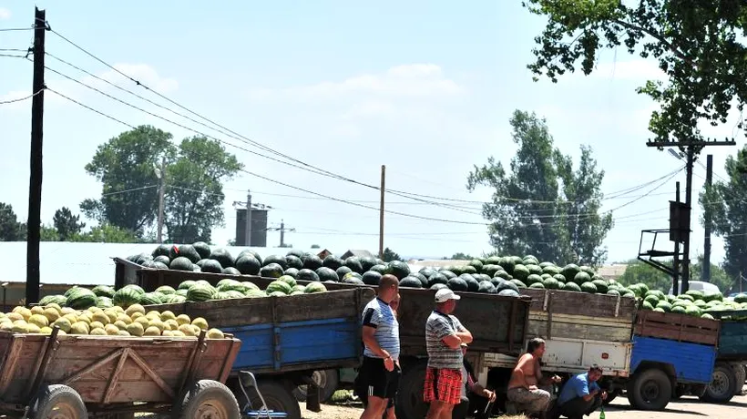 Pepenii de Dăbuleni, concurați de cei din import. Cultivatorii se plâng de recolta slabă
