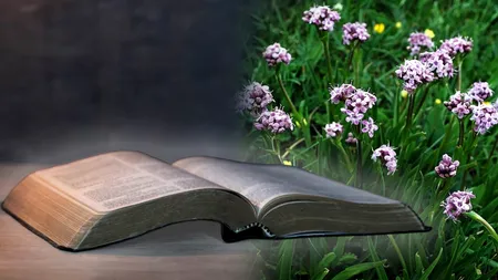 Nardul, planta miraculoasă din Himalaya și călătoria ei spre Ierusalim. Cum a ajuns să fie menționată în Biblie