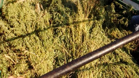 Plantații de canabis descoperite în foste hale CAP din Arad