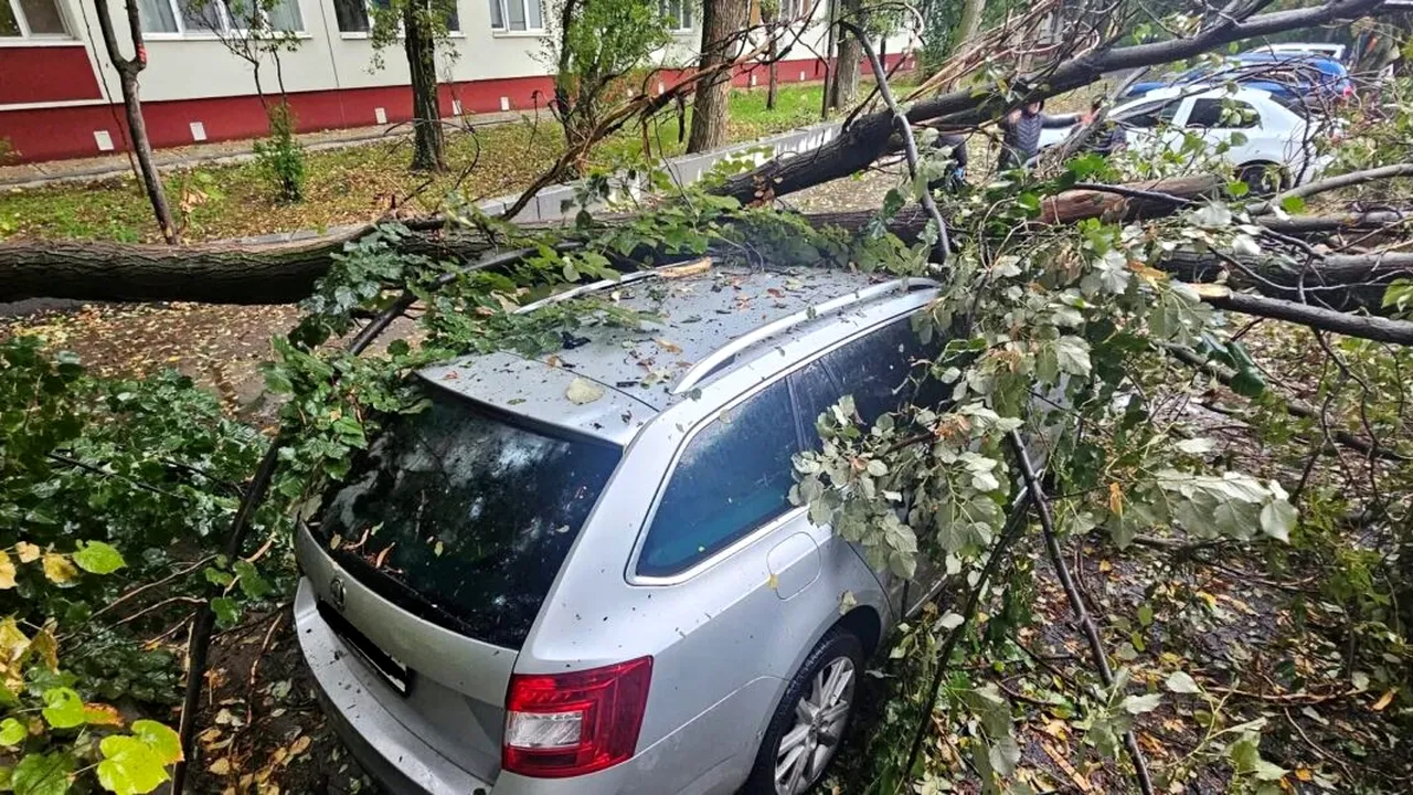 Cum poți solicita DESPĂGUBIRI dacă un pom cade peste mașina ta? Ce trebuie să rețină șoferii