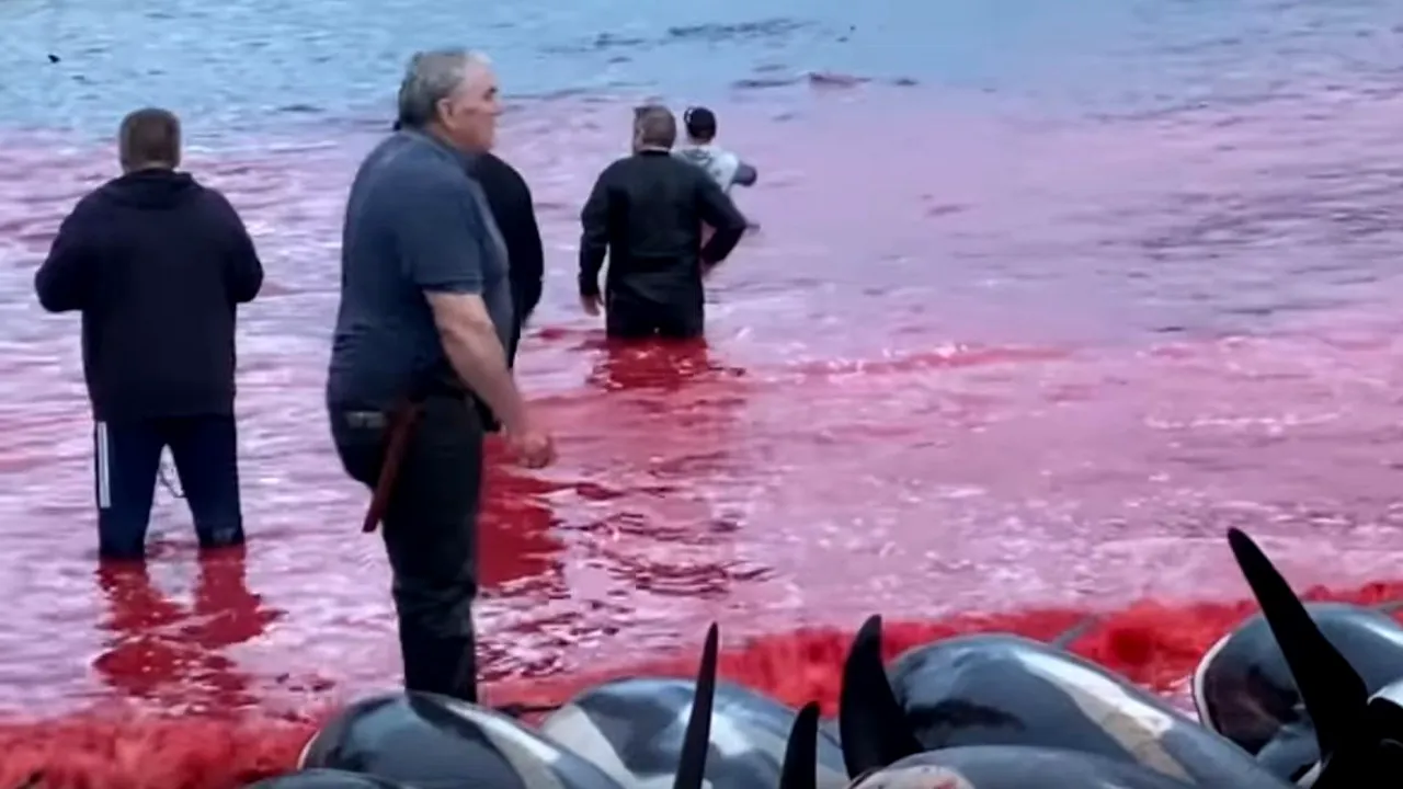 VIDEO | „Mare de sânge” în Insulele Feroe. 1.500 de delfini, masacrați în vânătoarea tradițională