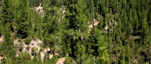 Trei organizații de mediu au depus o plângere la CE contra României, pentru distrugerea pădurilor