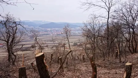 POIANA ROTUNDĂ, vizitată de fanii paranormalului, cade pradă unui FENOMEN OBIȘNUIT în România: Defrișarea copacilor