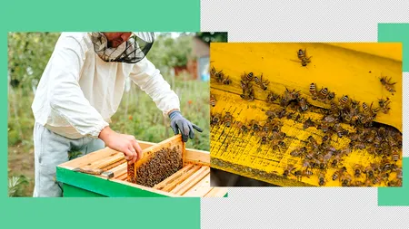 Seceta trimite apicultorii locali în faliment. Mierea românească MADE in UCRAINA face legea pe piață