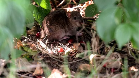 Evacuați de șoareci. Mii de studenți vor fi scoși din cămine fără voia lor, în aprilie, pentru deratizare