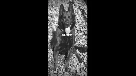 A murit „Șuier”, celebrul câine-polițist retras din activitate în urmă cu aproape un an. „A fost mai mult decât un partener de intervenție”