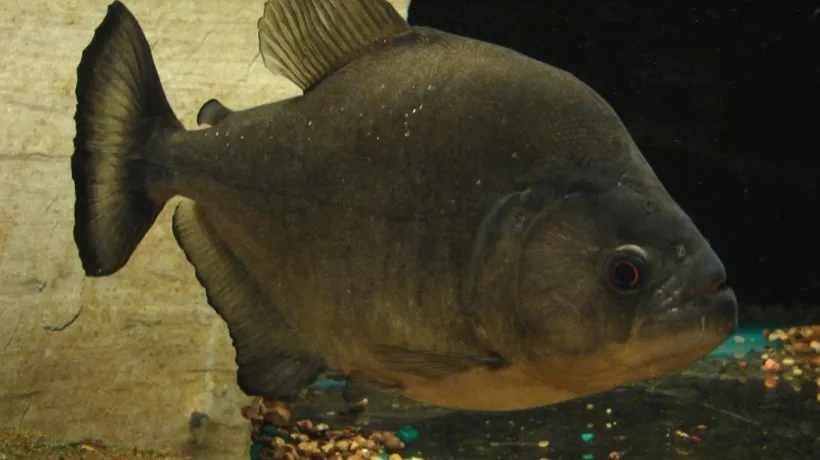 De ce piranha negru are cea mai puternică mușcătură decât orice animal din istorie, inclusiv dinozaurii. VIDEO