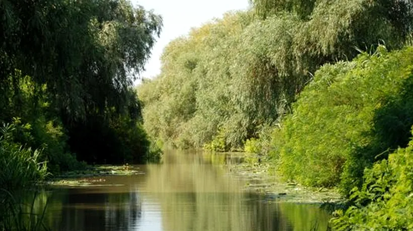 Sute de pești morți în Deltă, din cauza nivelului mic al Dunării
