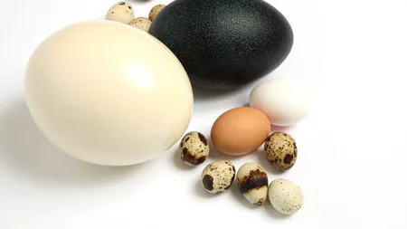 Achiziție online bizară. O femeie din Marea Britanie a cumpărat un ou, iar acum a ajuns să crească o pasăre înaltă de 1,8 metri