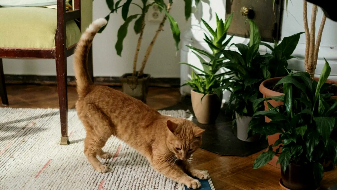 Unde este bine să pui plantele cât timp ești în concediu. Trucuri care îți vor salva florile