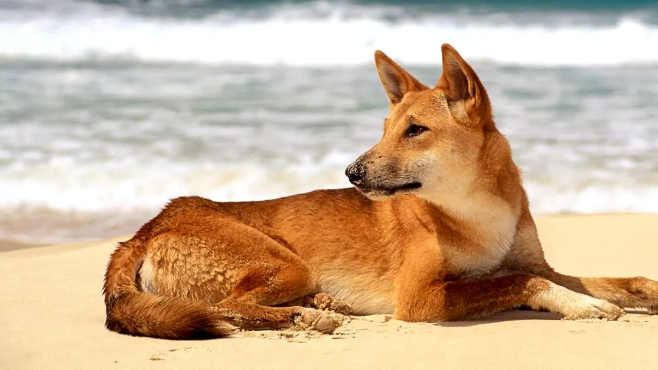 Caz șocant! Un tată a reușit să-și salveze copilul din colții unui câine dingo. Micuțul fusese târât în tufișuri