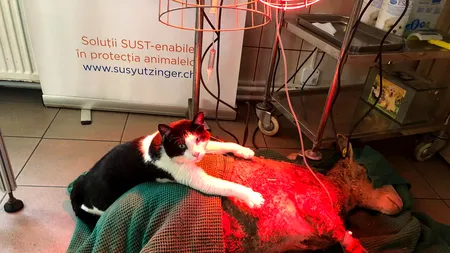 Prietenie între un motan „terapeut