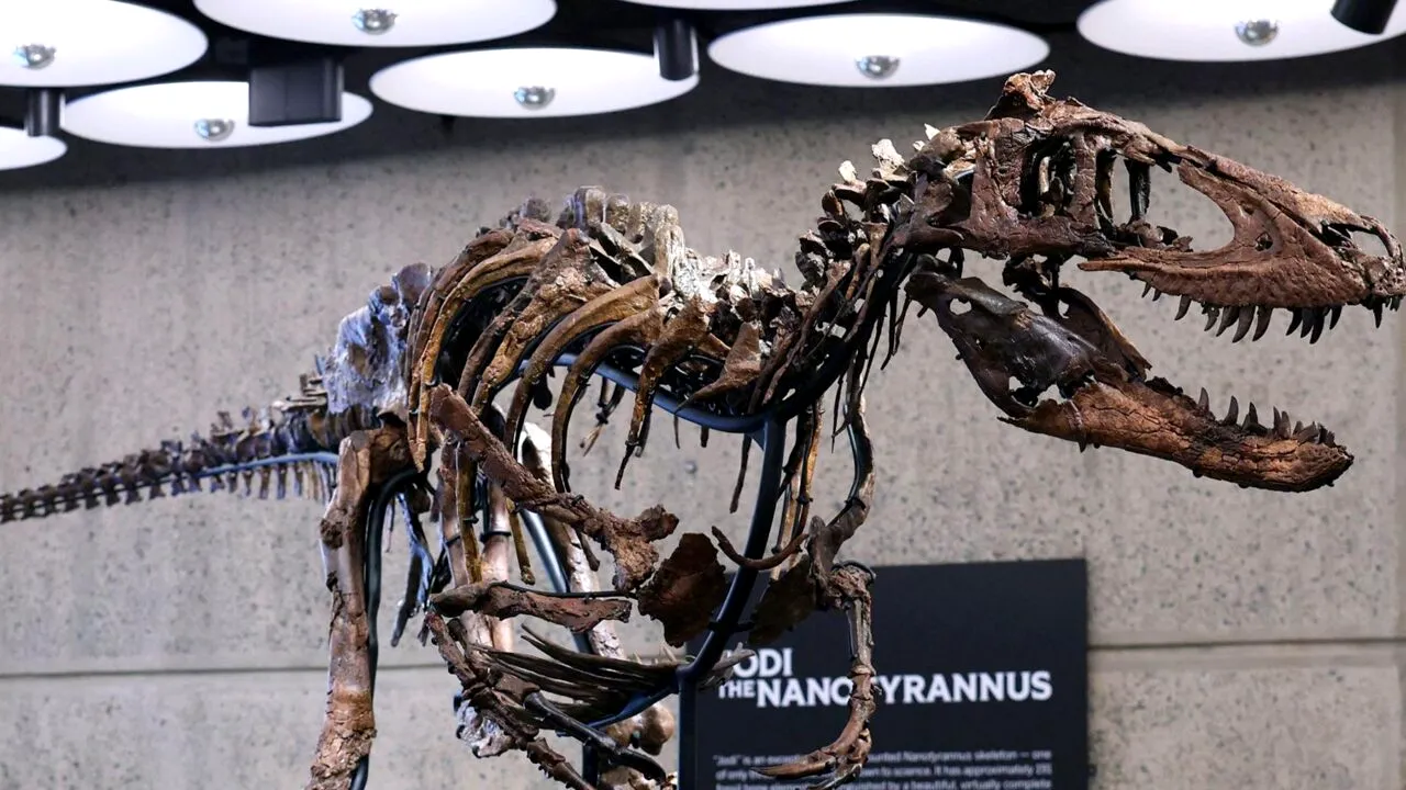 Sumă uriașă pentru un schelet de dinozaur. S-a vândut la licitație cu aproape 50 de milioane de dolari