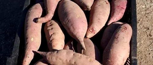 Dăbuleni, localitatea pepenilor verzi, a devenit și locul unde se cultivă cu succes cartofii dulci. Măslinul, kiwi, banana nordului, pe lista planurilor agricultorilor
