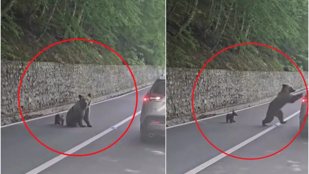 Ce ar fi determinat-o pe ursoaica de pe Transfăgărășan să-l atace pe turistul bulgar. Noi imagini scot la iveală detalii despre incident