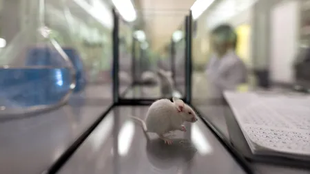 UMF Iași caută șoareci pentru laborator la licitație. Cât costă un exemplar