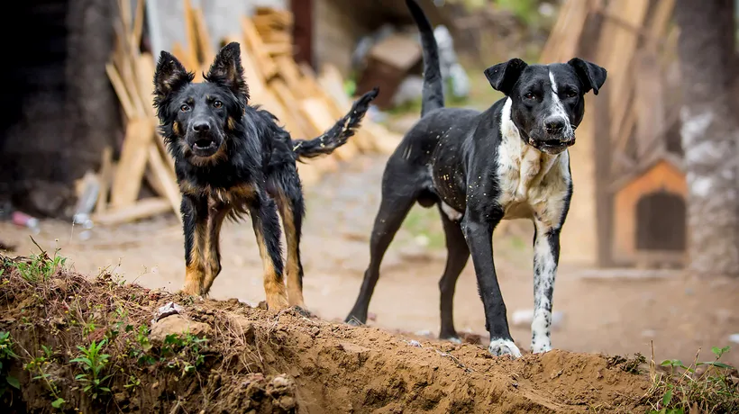 EXCLUSIV | Câți câini periculoși sunt în România? Datele Poliției și ale Asociației Chinologice nu coincid, nu se știe câți proprietari au asigurare pentru eventuale pagube produse de aceste animale