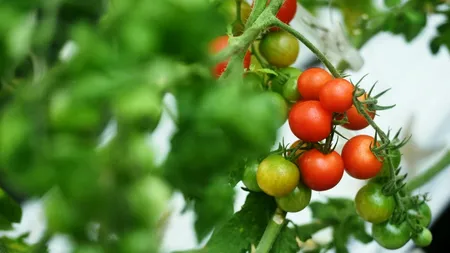 Accesarea programului TOMATA: Fermierii trebuie să se adapteze la platforme DIGITALE pentru subvenții