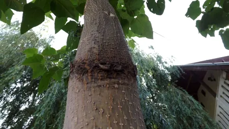 Pomul care crește cel mai REPEDE. Ajunge până la 20 de metri în primii trei ani