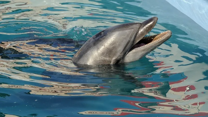 Un delfin de la Complexul Muzeal de Științe ale Naturii Constanța a fost găsit mort în bazin