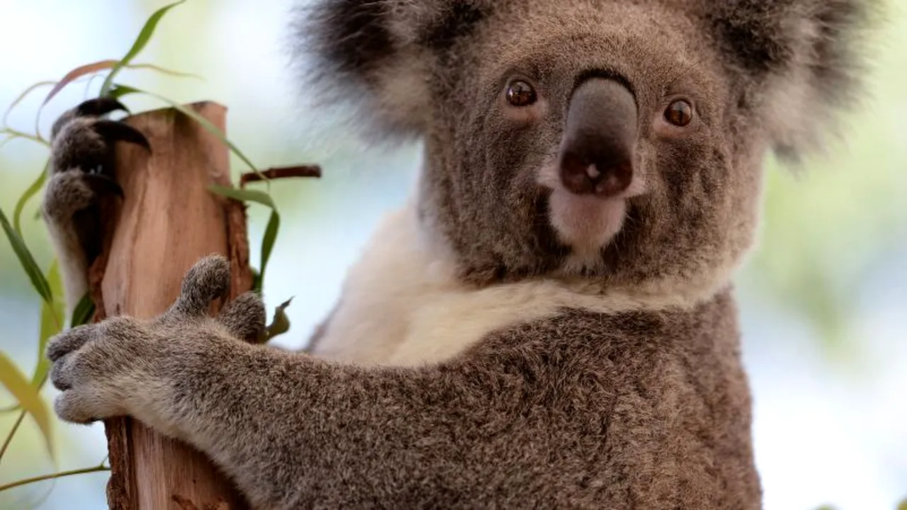 STUDIU. Motivul pentru care koala ar putea să dispară din pădurile australiene