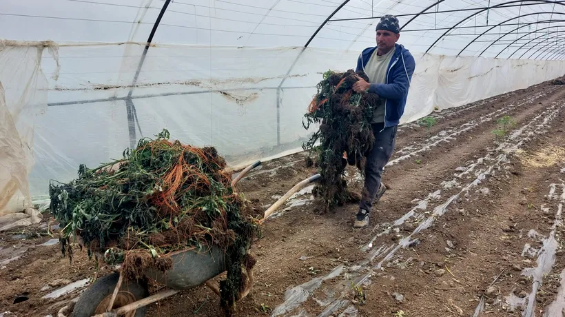 FOTO | Culturile de roșii au înghețat din cauza valului de frig. Fermierii solicită ajutorul Ministerului Agriculturii