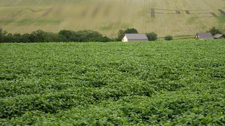 Mesaj OBSCEN ANTI-PSD pe un deal din Cluj. Fermierii s-au asigurat că poate fi văzut DIN AVION