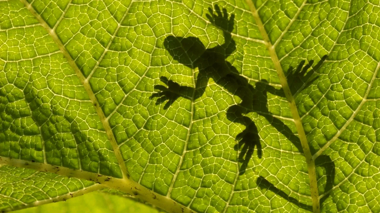 Scandal în Chișinău, după ce o șopârlă uriașă a apărut lângă bradul de Crăciun / Primarul cere demisii - FOTO