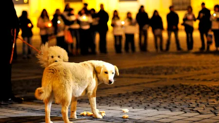 Animalele fără stăpân din Capitală vor fi sterilizate, din septembrie, de fundația Vier Pfoten