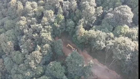 În șase zile, constructorii au defrișat 23% din pădurea aflată în zona critică de pe Valea Oltului