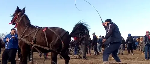 Cruzimea ca tradiție. Oameni filmați cum își lovesc animalele la Botezul Cailor dintr-o comună din Dâmbovița. Poliția a deschis o anchetă