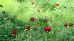 Imagini spectaculoase în județul Dolj. Au înflorit bujorii sălbatici de la