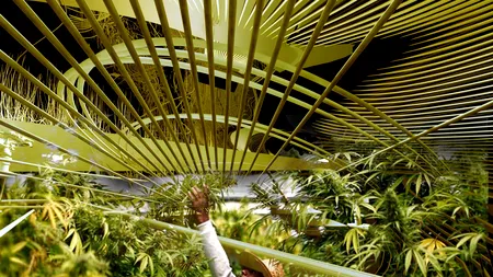 Captură impresionantă: Plantații de cannabis în valoare de 500.000 de euro au fost găsite de DIICOT în gospodăriile unor vâlceni