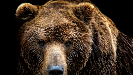 Bărbat atacat de URS în Argeș. Autoritățile au transmis un mesaj prin RO-ALERT