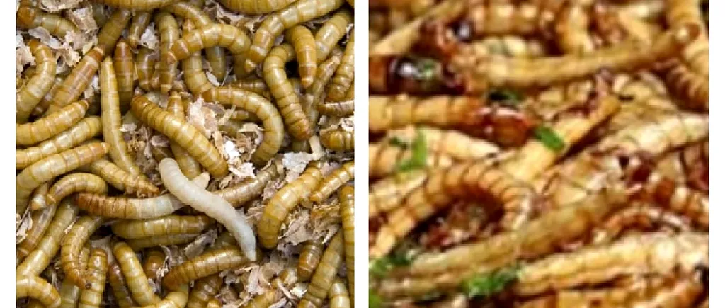 Insecte în farfurie: Uniunea Europeană aprobă, în premieră, viermii galbeni de făină ca aliment