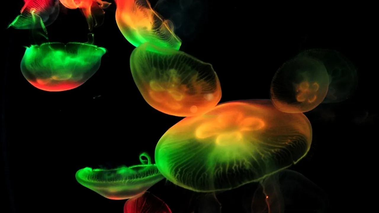 O amenințare care provoacă anual pagube de milioane de dolari