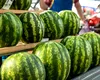 Celebrii pepeni de Dăbuleni, cultivați în alte țări: ”Pepeni renumiți de Lovrin, cei care se cultivau la Dăbuleni – deja nu mai sunt în România”