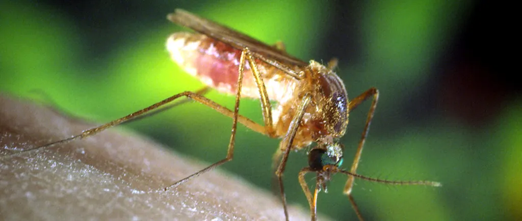 SEMNAL DE ALARMĂ. Tudor Ciuhodaru anunță primul caz de infecție cu virusul West Nile din 2020: „Nu neglijați înțepăturile de țânțari”