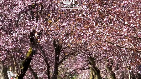 Satul din România RENUMIT pentru migdalii înfloriți asemănători cireșilor din Japonia