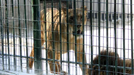 Puiul de leu descoperit în luna iulie la Grădina Zoologică din Craiova a murit