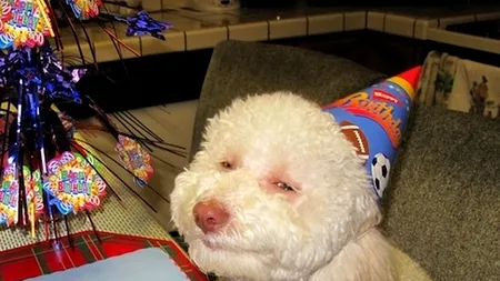 Veterinarii din SUA au început să prescrie marijuana medicinală câinilor