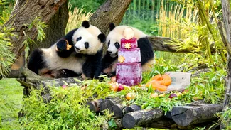 Urșii panda de la Grădina Zoologică din Berlin și-au sărbătorit ziua de naștere. Ce cadou au primit de la administratorii grădinii