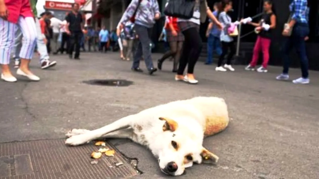 Bucureștenii sunt chemați la vot pe 6 octombrie. Consilierii municipali au votat hotărârea privind eutanasierea maidanezilor. UPDATE