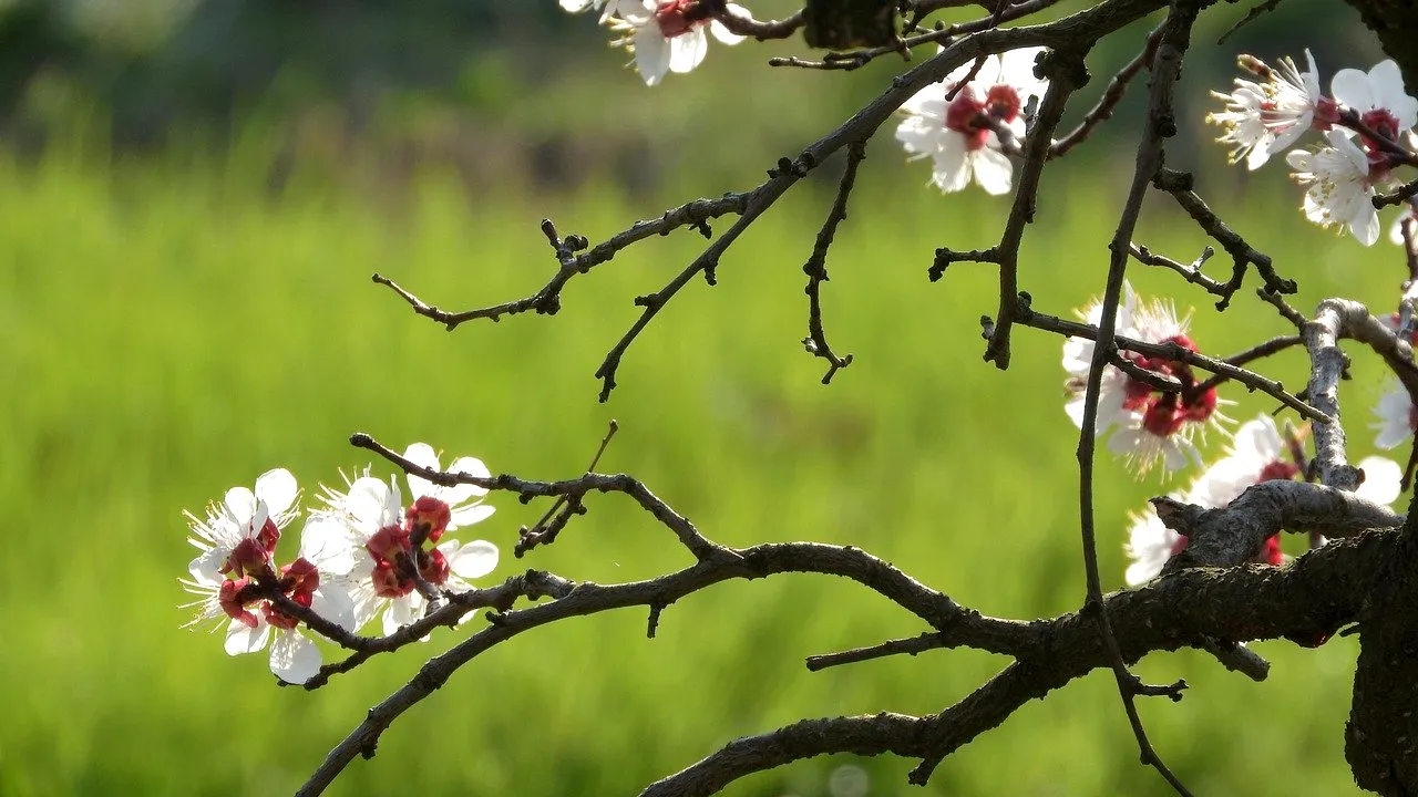 EXCLUSIV GÂNDUL FINANCIAR. Valul de frig din aprilie afectează producția de caise. Vom avea fructe mai puține și mai scumpe