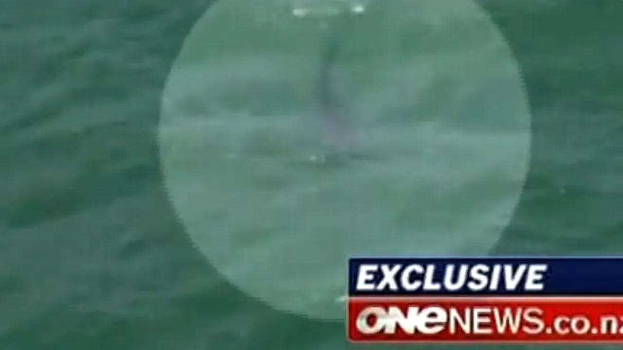 Un regizor din Noua Zeelandă a murit sfâșiat de rechini. VIDEO