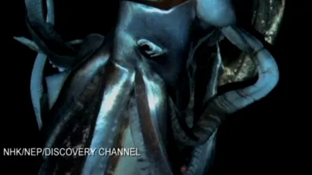 Cel mai mare nevertebrat din lume a fost filmat în adâncul Oceanului Pacific. VIDEO
