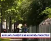 Au plantat greșit și ne-au invadat INSECTELE. Ce probleme pot aduce platanul, teiul sau arțarul