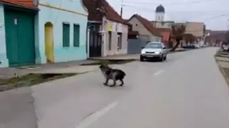 Imagini șocante pe o stradă din Sebeș, cu un câine tranchilizat și speriat care merge haotic  (VIDEO)