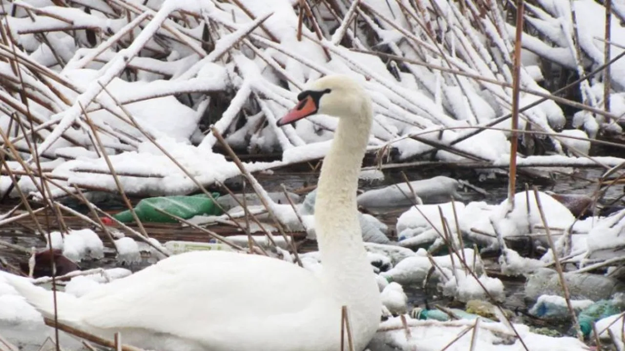 Tulpină a virusului gripei aviare, depistată la o lebădă găsită moartă în Constanța
