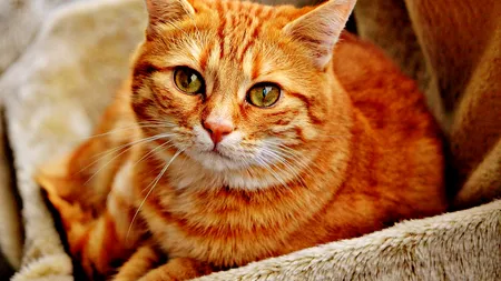 Motanul „PORTOCALĂ” din Iași a murit de spaimă din cauza petardelor. Cabinetele veterinare, luate cu asalt de stăpânii animalelor de companie